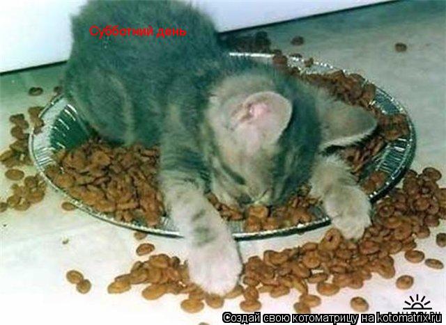 Котоматрица: Субботний день