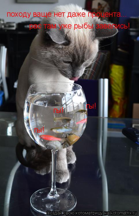 Котоматрица: походу ваще нет даже процента... рас там уже рыбы завелись! гы! гы! гы!