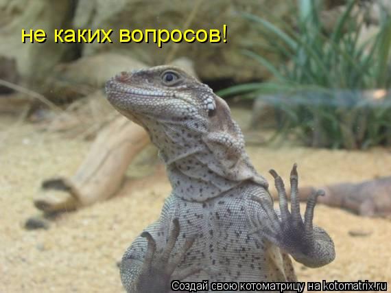 Котоматрица: не каких вопросов!