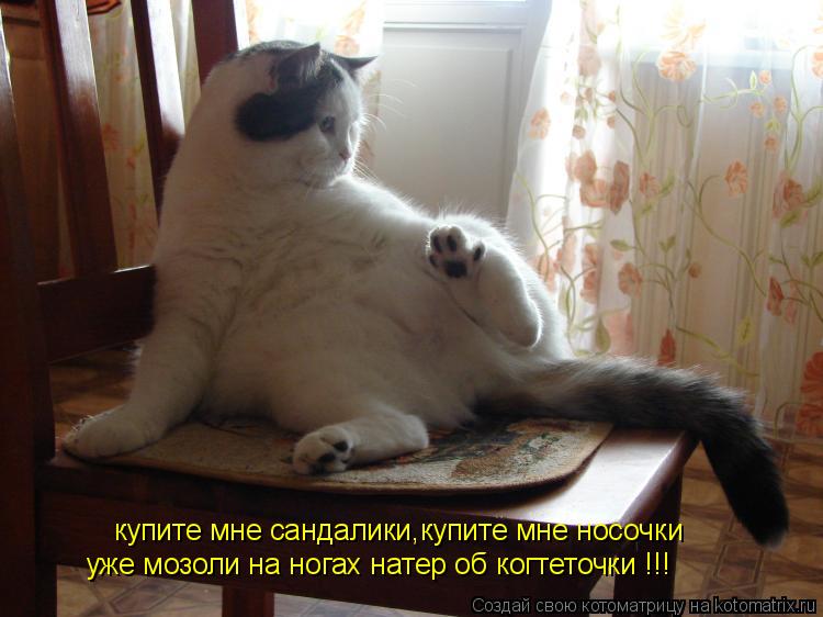 Котоматрица: купите мне сандалики,купите мне носочки уже мозоли на ногах натер об когтеточки !!!