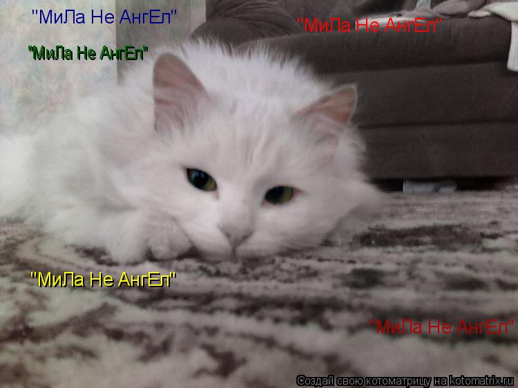 Котоматрица: "МиЛа Не АнгЕл"  "МиЛа Не АнгЕл"  "МиЛа Не АнгЕл"  "МиЛа Не АнгЕл"  "МиЛа Не АнгЕл"