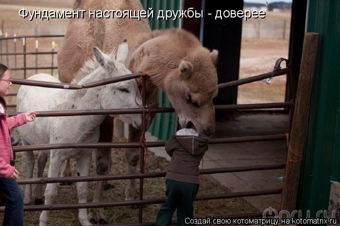 Котоматрица: Фундамент настоящей дружбы - доверее