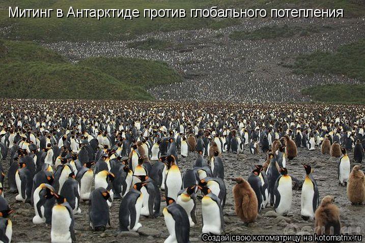 Котоматрица: Митинг в Антарктиде против глобального потепления