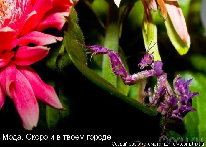 Котоматрица: Мода. Скоро и в твоем городе.