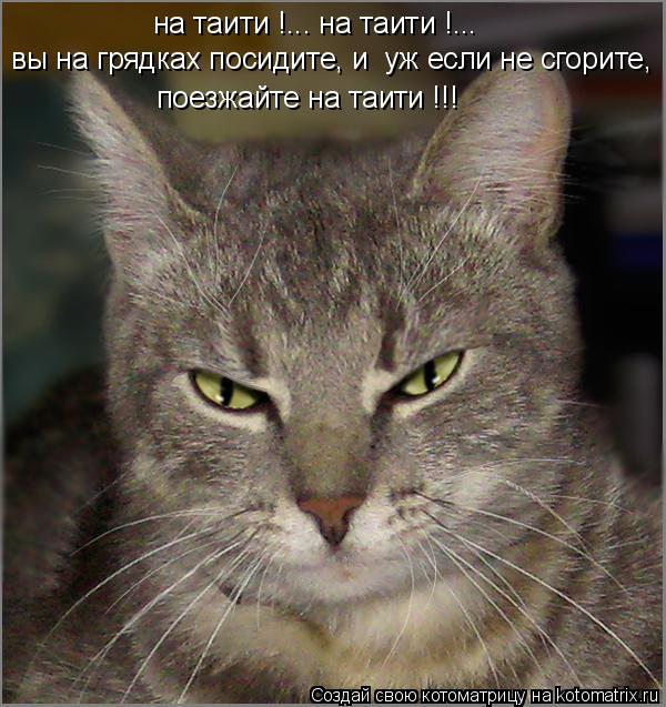 Котоматрица: на таити !... на таити !... вы на грядках посидите, и  уж если не сгорите, поезжайте на таити !!!