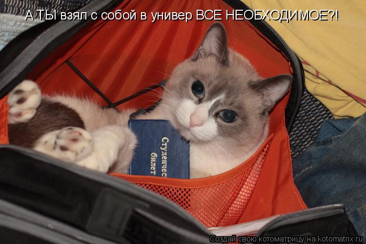 Котоматрица: А ТЫ взял с собой в универ ВСЕ НЕОБХОДИМОЕ?!