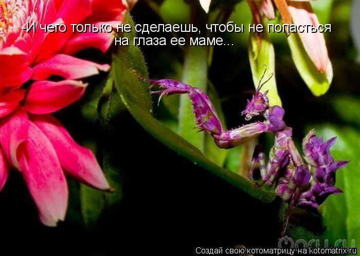 Котоматрица: -И чего только не сделаешь, чтобы не попасться  на глаза ее маме...