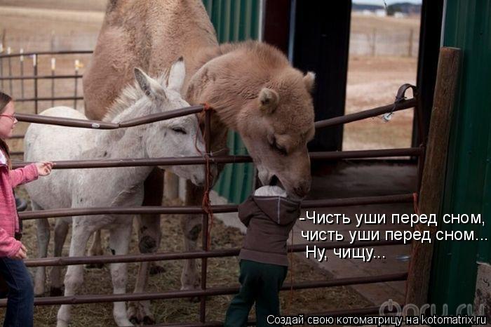 Котоматрица: -Чисть уши перед сном, чисть уши перед сном... Ну, чищу...