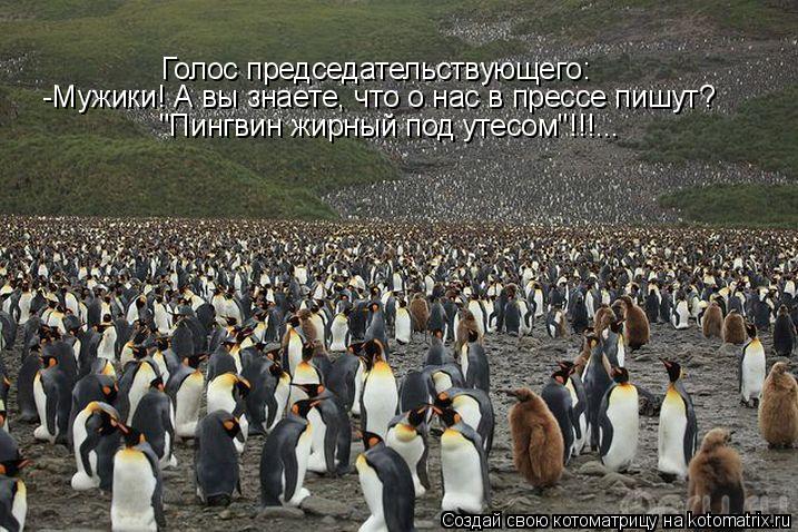 Котоматрица: Голос председательствующего: -Мужики! А вы знаете, что о нас в прессе пишут? "Пингвин жирный под утесом"!!!...