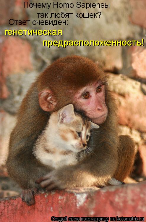 Котоматрица: Почему Homo Sapiensы так любят кошек? Ответ очевиден: генетическая  предрасположенность!