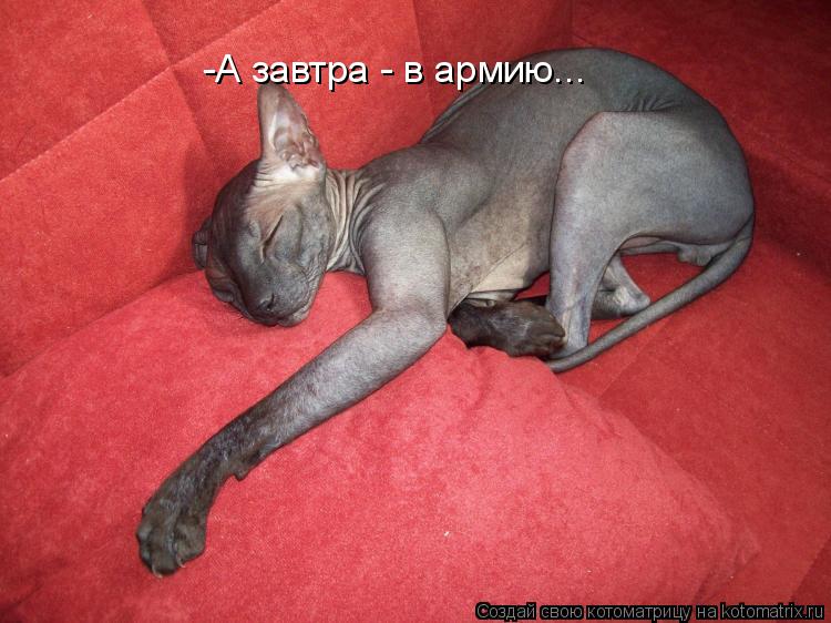 Котоматрица: -А завтра - в армию...
