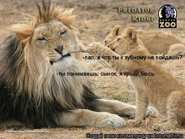 Котоматрица: -пап, а что ты к зубному не пойдешь? -пап, а что ты к зубному не пойдешь? -ты понимаешь, сынок, я крови бюсь