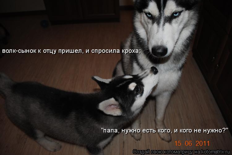 Котоматрица: волк-сынок к отцу пришел, и спросила кроха: "папа, нужно есть кого, и кого не нужно?"