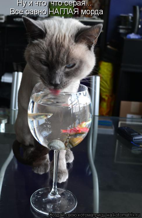 Котоматрица: Ну и что, что серая... Все равно НАГЛАЯ морда