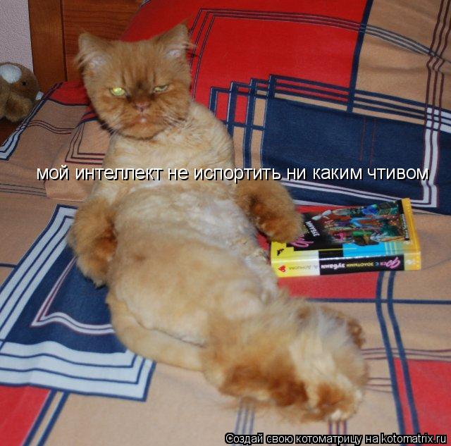 Котоматрица: мой интеллект не испортить ни каким чтивом