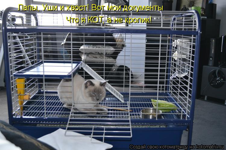 Котоматрица: Лапы, Уши и хвост! Вот мои документы Что я КОТ, а не кролик!