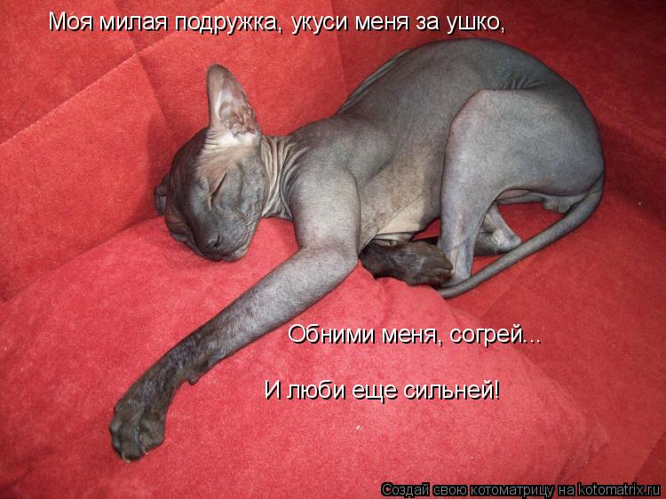 Котоматрица: Моя милая подружка, укуси меня за ушко, Обними меня, согрей... И люби еще сильней!