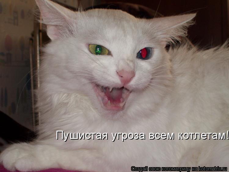 Котоматрица: Пушистая угроза всем котлетам!