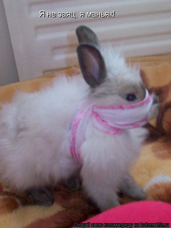 Котоматрица: Я не заяц, я маньяк!