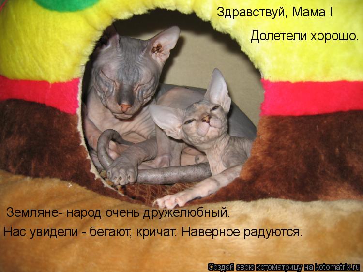 Котоматрица: Здравствуй, Мама ! Долетели хорошо. Земляне- народ очень дружелюбный. Нас увидели - бегают, кричат. Наверное радуются.