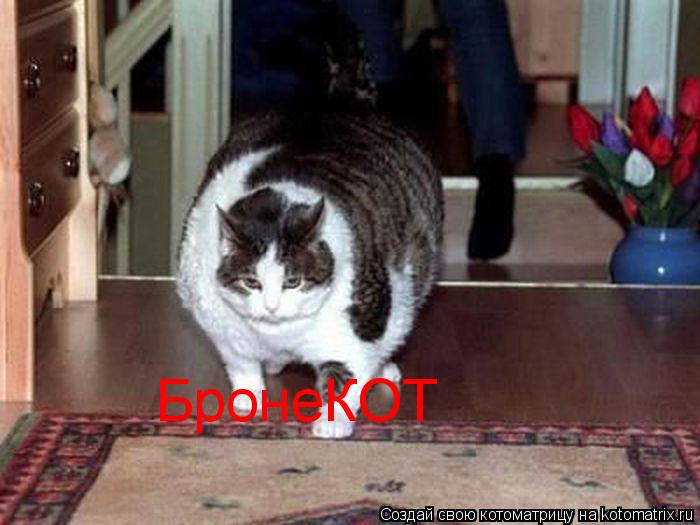 Котоматрица: БронеКОТ