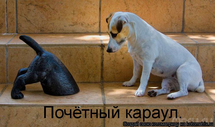 Котоматрица: Почётный караул.
