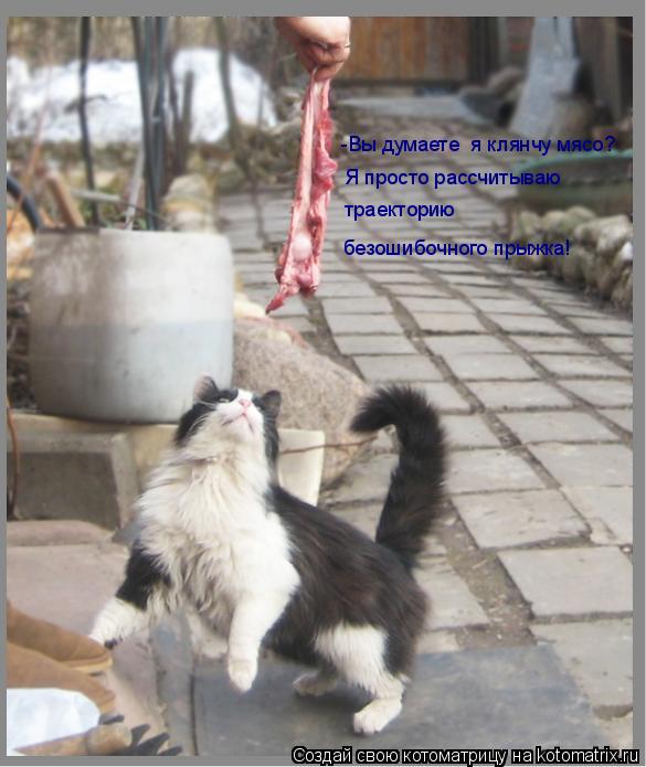 Котоматрица: -Вы думаете  я клянчу мясо? Я просто рассчитываю траекторию  безошибочного прыжка!
