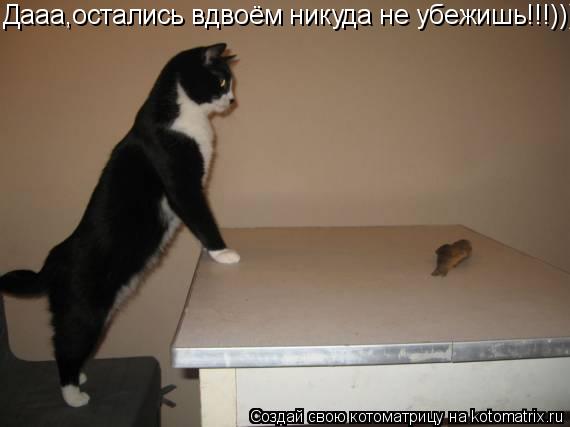 Котоматрица: Дааа,остались вдвоём никуда не убежишь!!!)))