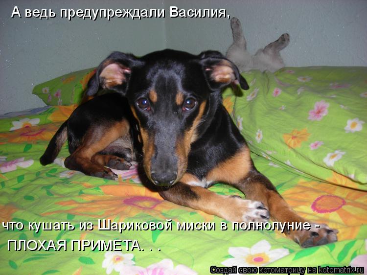 Котоматрица: А ведь предупреждали Василия, что кушать из Шариковой миски в полнолуние - ПЛОХАЯ ПРИМЕТА. . .