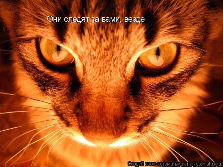 Котоматрица: Они следят за вами, везде