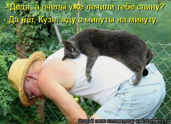 - Деда, а пчелы уже лечили тебе спину? - Да нет, Кузя, жду с минуты на минуту.... Котоматрица: - Деда, а пчелы уже лечили тебе спину? - Да нет, Кузя, жду с минуты на минуту.