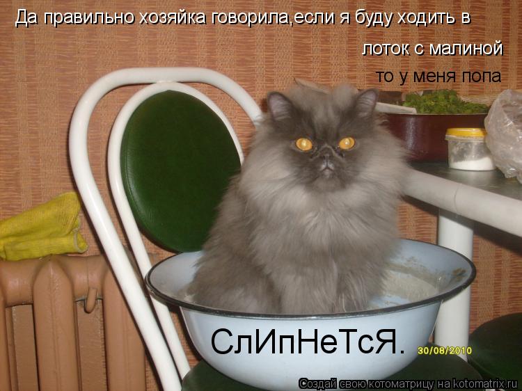 Котоматрица: Да правильно хозяйка говорила,если я буду ходить в лоток с малиной то у меня попа СлИпНеТсЯ.