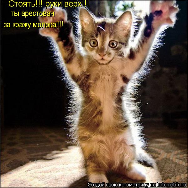 Котоматрица: Стоять!!! руки верх!!! ты арестован за кражу молока!!!!