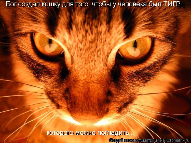Котоматрица: Бог создал кошку для того, чтобы у человека был ТИГР, которого можно погладить...