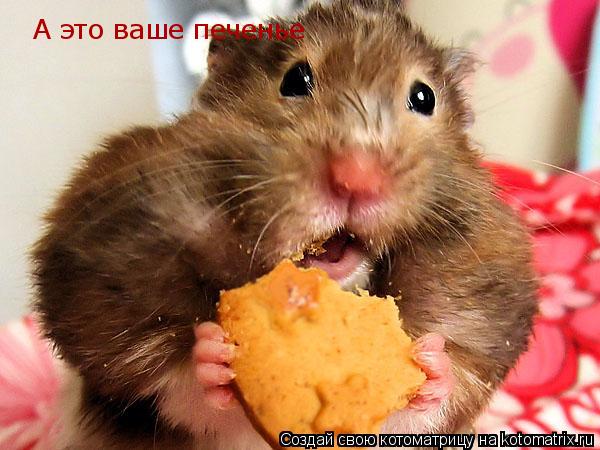 Котоматрица: А это ваше печенье