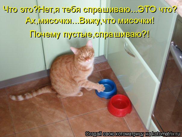 Что это?Нет,я тебя спрашиваю...ЭТО что? Ах,мисочки...Вижу,что мисочки! Почему пустые,спрашиваю?!... Котоматрица: Что это?Нет,я тебя спрашиваю...ЭТО что? Ах,мисочки...Вижу,что мисочки! Почему пустые,спрашиваю?!