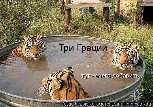 Котоматрица: Три Грации тут нечего добавить...
