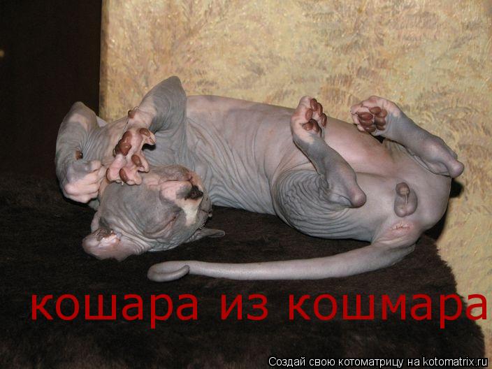 Котоматрица: кошара из кошмара