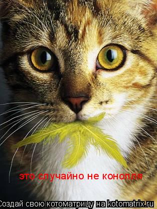 Котоматрица: это случайно не конопля