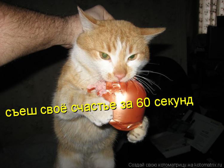 Котоматрица: съеш своё счастье за 60 секунд