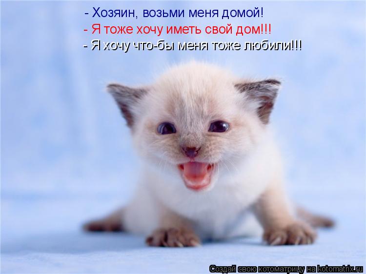 Котоматрица: - Хозяин, возьми меня домой! - Я тоже хочу иметь свой дом!!! - Я хочу что-бы меня тоже любили!!!