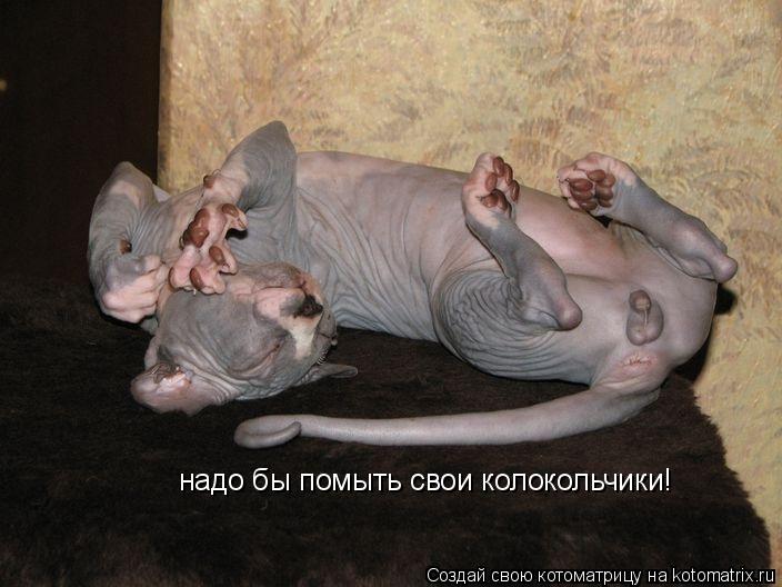 Котоматрица: надо бы помыть свои колокольчики!