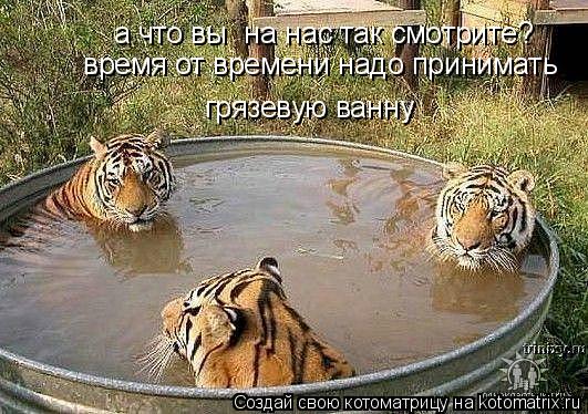 Котоматрица: а что вы  на нас так смотрите? время от времени надо принимать  грязевую ванну