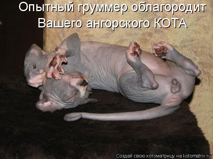 Опытный груммер облагородит Вашего ангорского КОТА... Котоматрица: Опытный груммер облагородит Вашего ангорского КОТА
