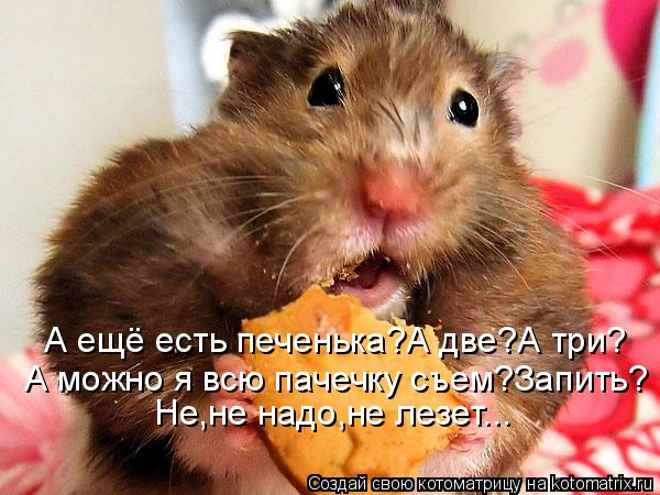 Котоматрица: А ещё есть печенька?А две?А три? А можно я всю пачечку съем?Запить? Не,не надо,не лезет...