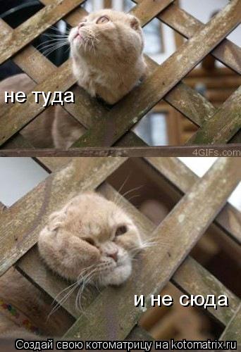 Котоматрица: не туда и не сюда