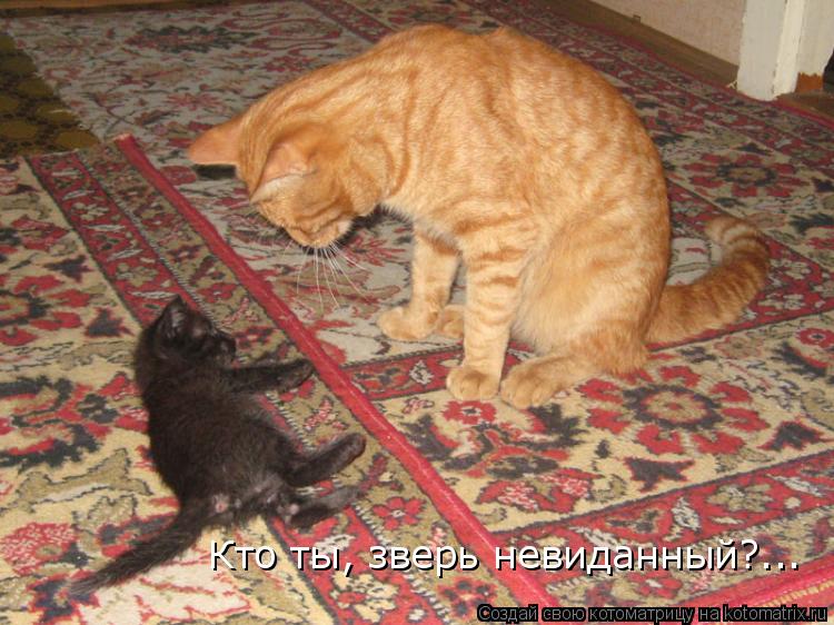 Котоматрица: Кто ты, зверь невиданный?...