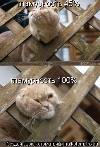 Котоматрица: гламурность 45% гламурность 100%