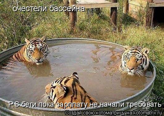 Котоматрица: очестели бассейна  P.S беги пока зарплату не начали требовать