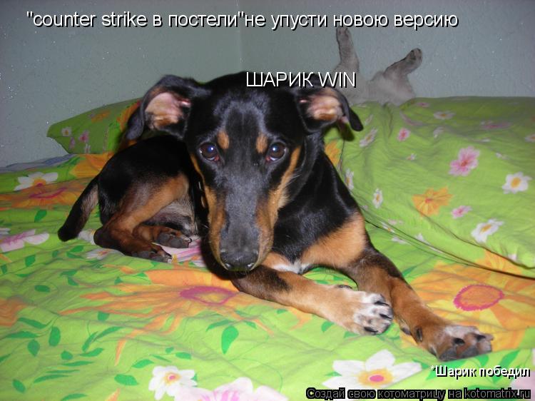 Котоматрица: ШАРИК WIN *Шарик победил "counter strike в постели"не упусти новою версию